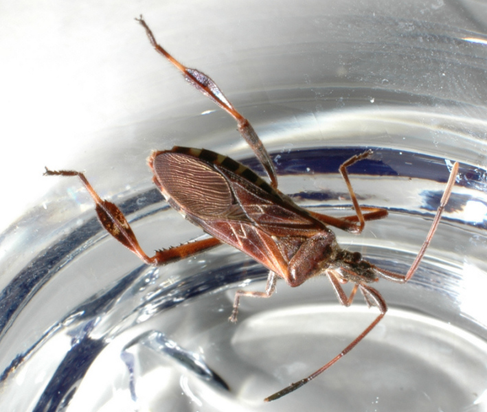 Coreidae: Leptoglossus occidentalis della Toscana (Prato)